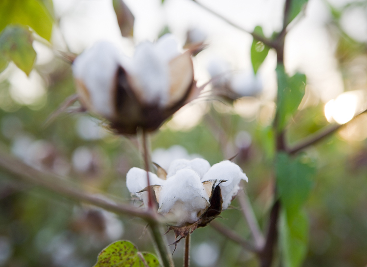 Cotton