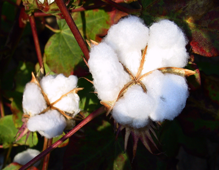 Cotton