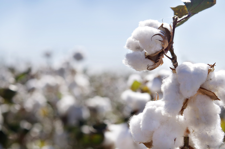 Cotton Inc. surveys US growers, Materials & Production News