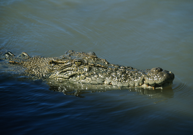 Hermès Australian Alligator Farm Controversy