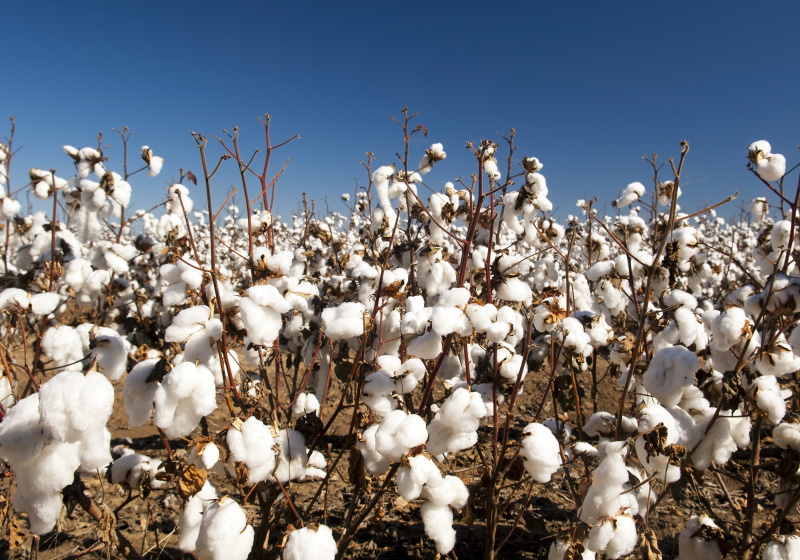 Cotton standards 'can boost sustainability', Materials & Production News