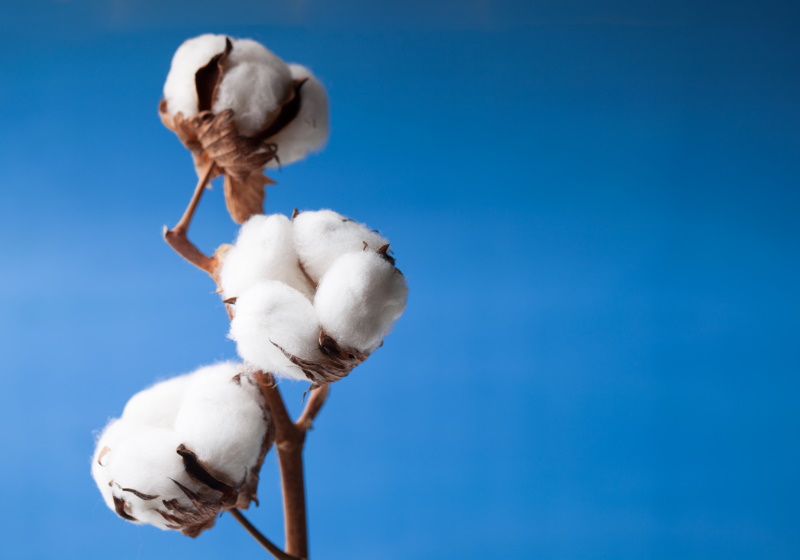 Primark announces major expansion of its Sustainable Cotton Programme,  intending to train 275,000 cotton farmers in more sustainable farming by  2023