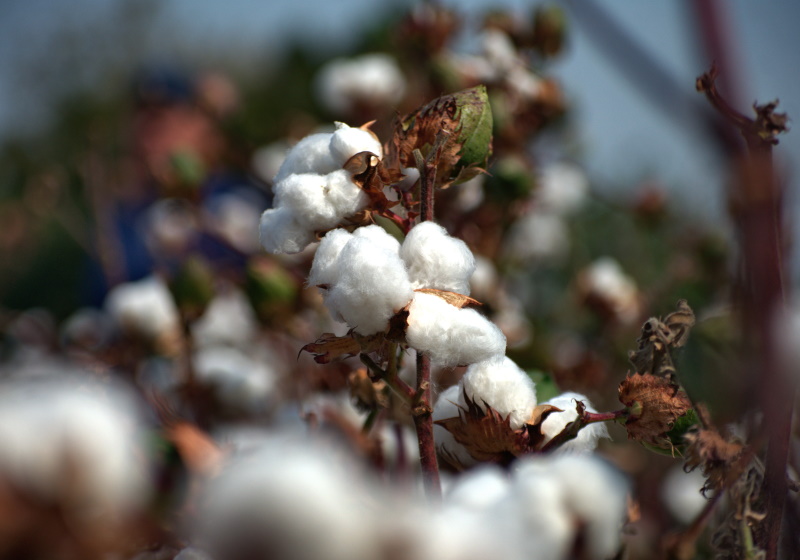 Cotton Campaign calls for action on Turkmen cotton