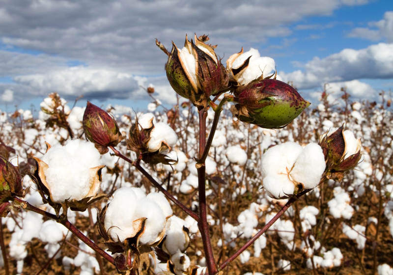 Regenerative cotton – don't believe all the hype, Features