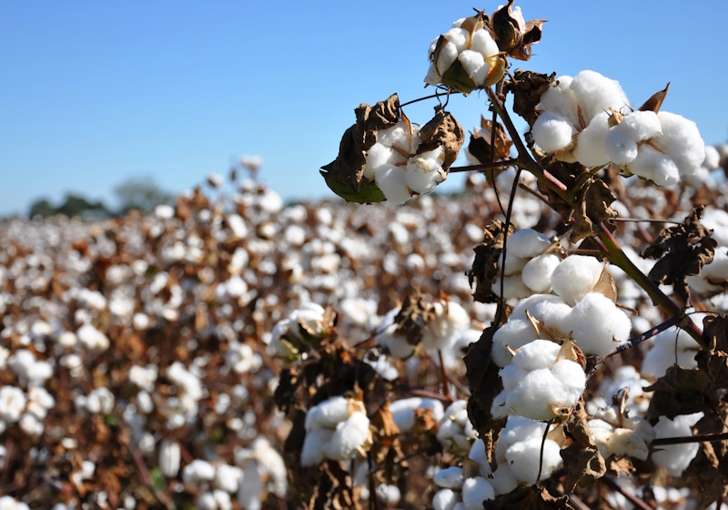 FibreTrace to track Target cotton in real time