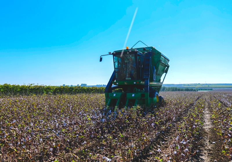 Climate change brings cotton growing to Italy