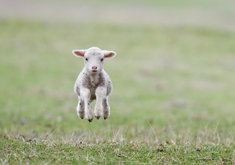 Australian wool's 'broken promise' on mulesing