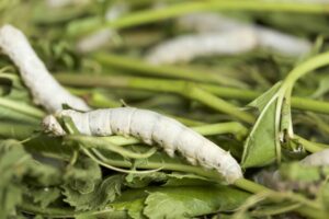 Silkworms